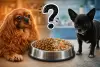 Vénus et Vanille autour d'une gamelle de bi-nutrition contenant des croquettes et un portion fraîche de ration ménagère pour chien