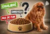 Image d'illustration de Vénus qui boude ses croquettes