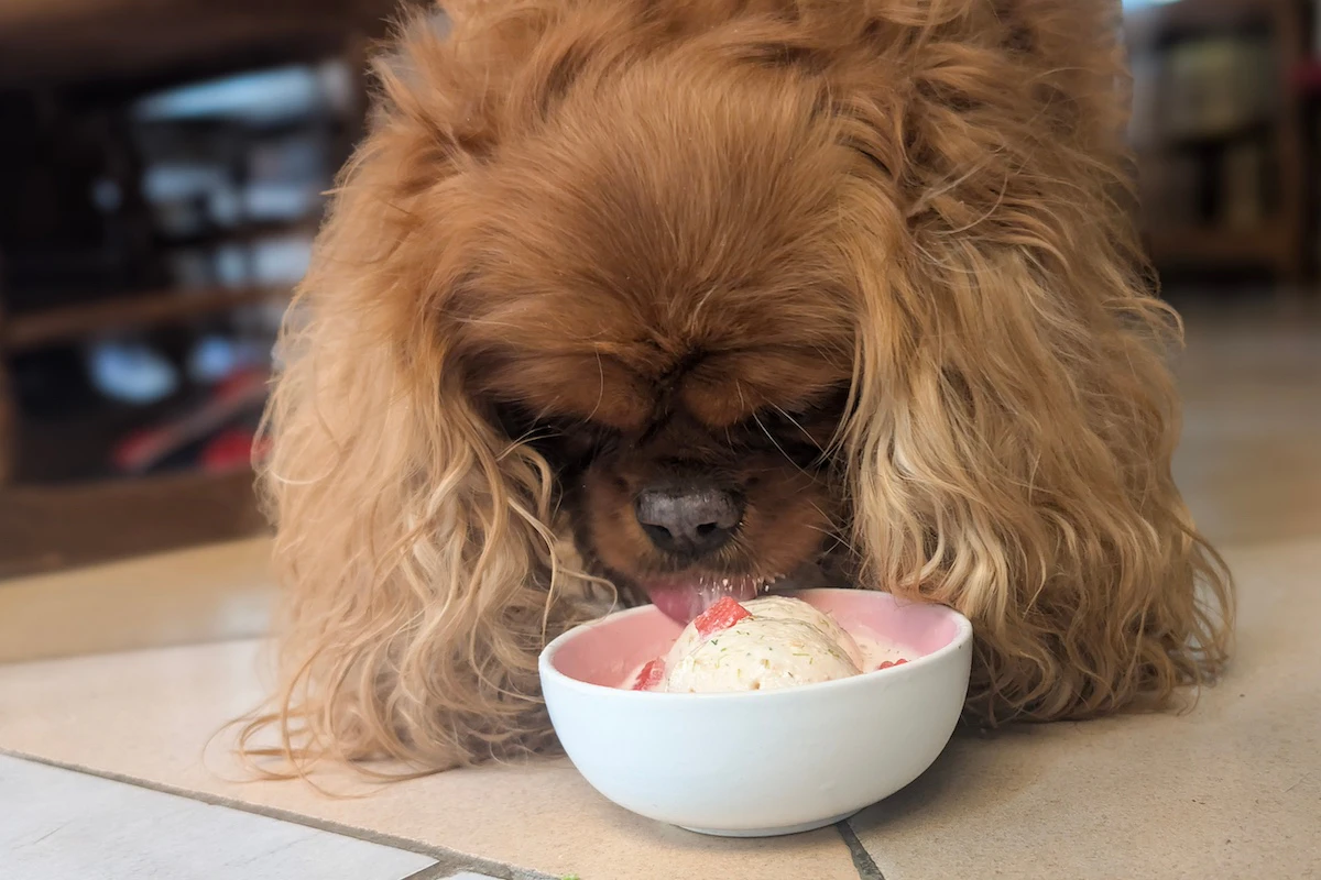 Vénus mange sa glace au saumon et aneth