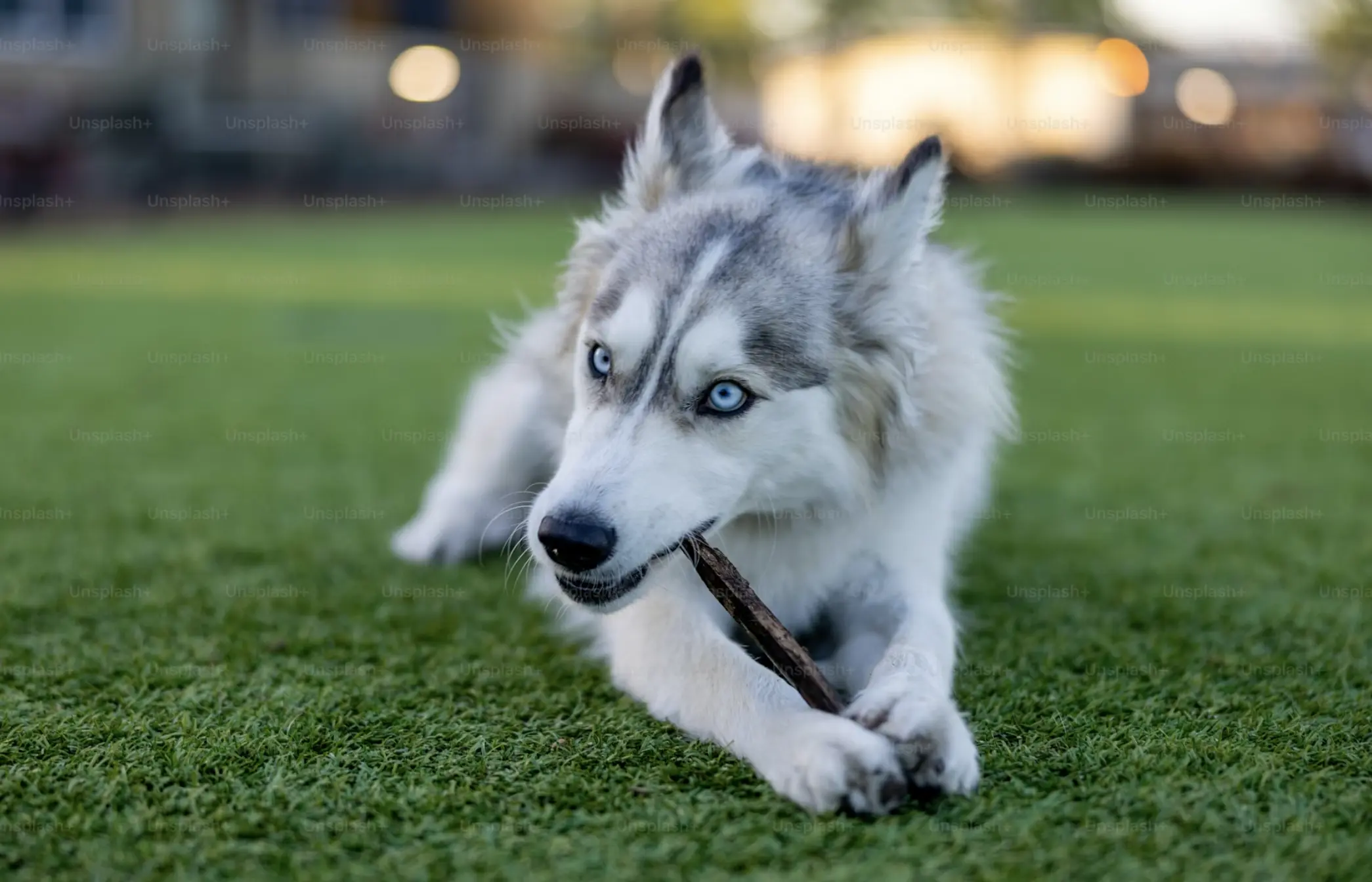 Cuisiner pour son chien ?
