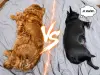 Les deux chiens Vénus et Vanille qui dorment côte à côte, une séparation humouristique est censée représenter deux clans evoqués dans le titre de l'article