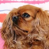 Portrait de vénus, cavalier king charles et mascotte de la cuisine de vénus