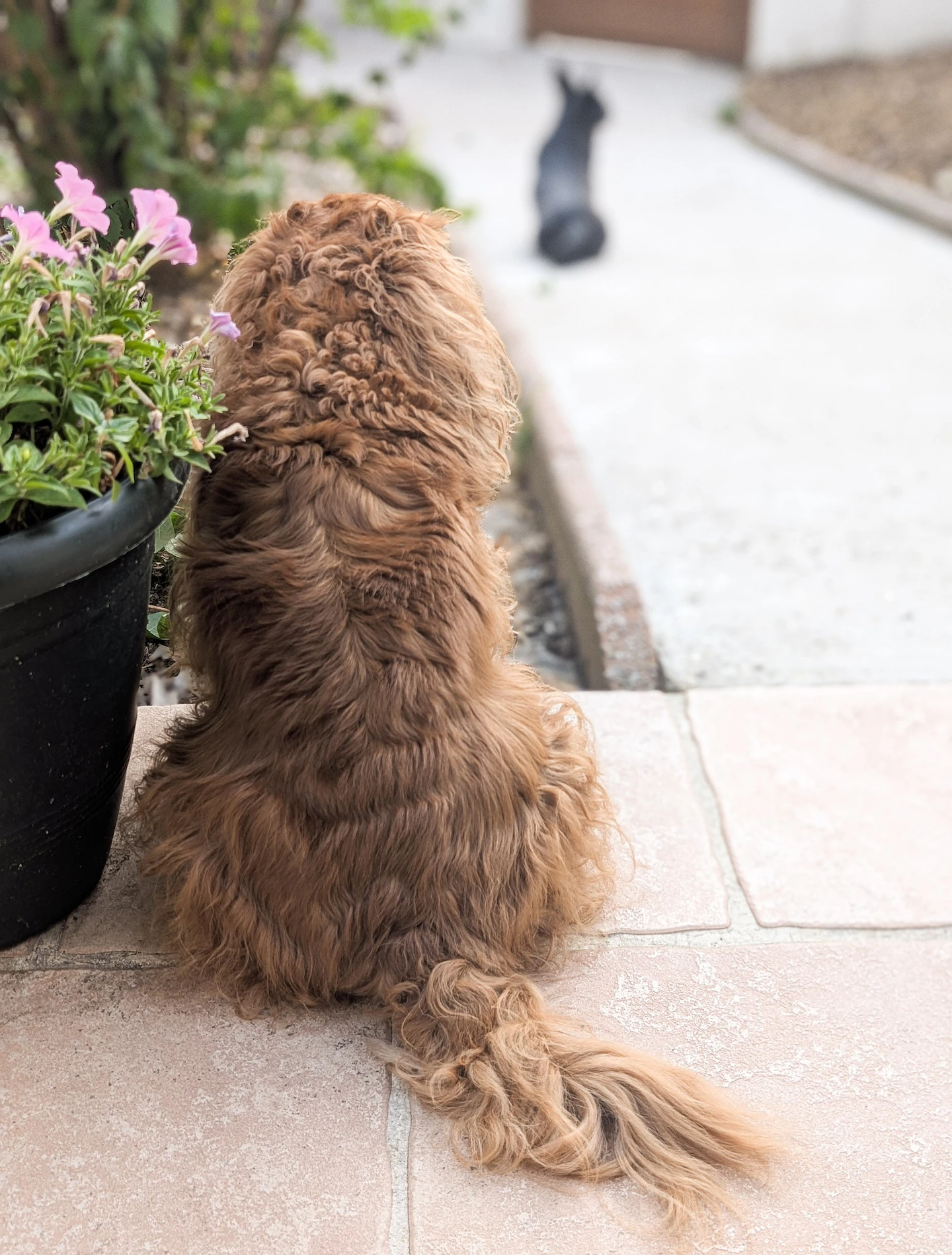 Vénus et Vanille assises dans le jardin regardent la rue