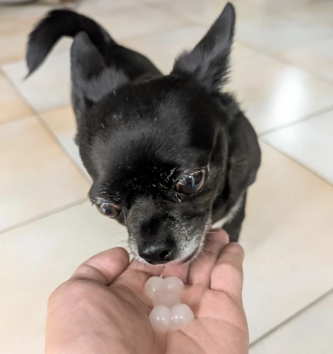 Vanille déguste une friandise glacée à l'eau de coco