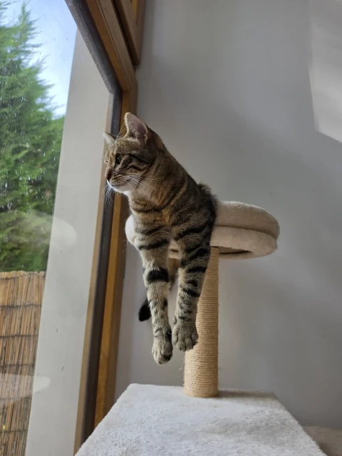 le chat wasabi qui regarde par la fenêtre, fait parti de l'équipe de la cuisine de vénus