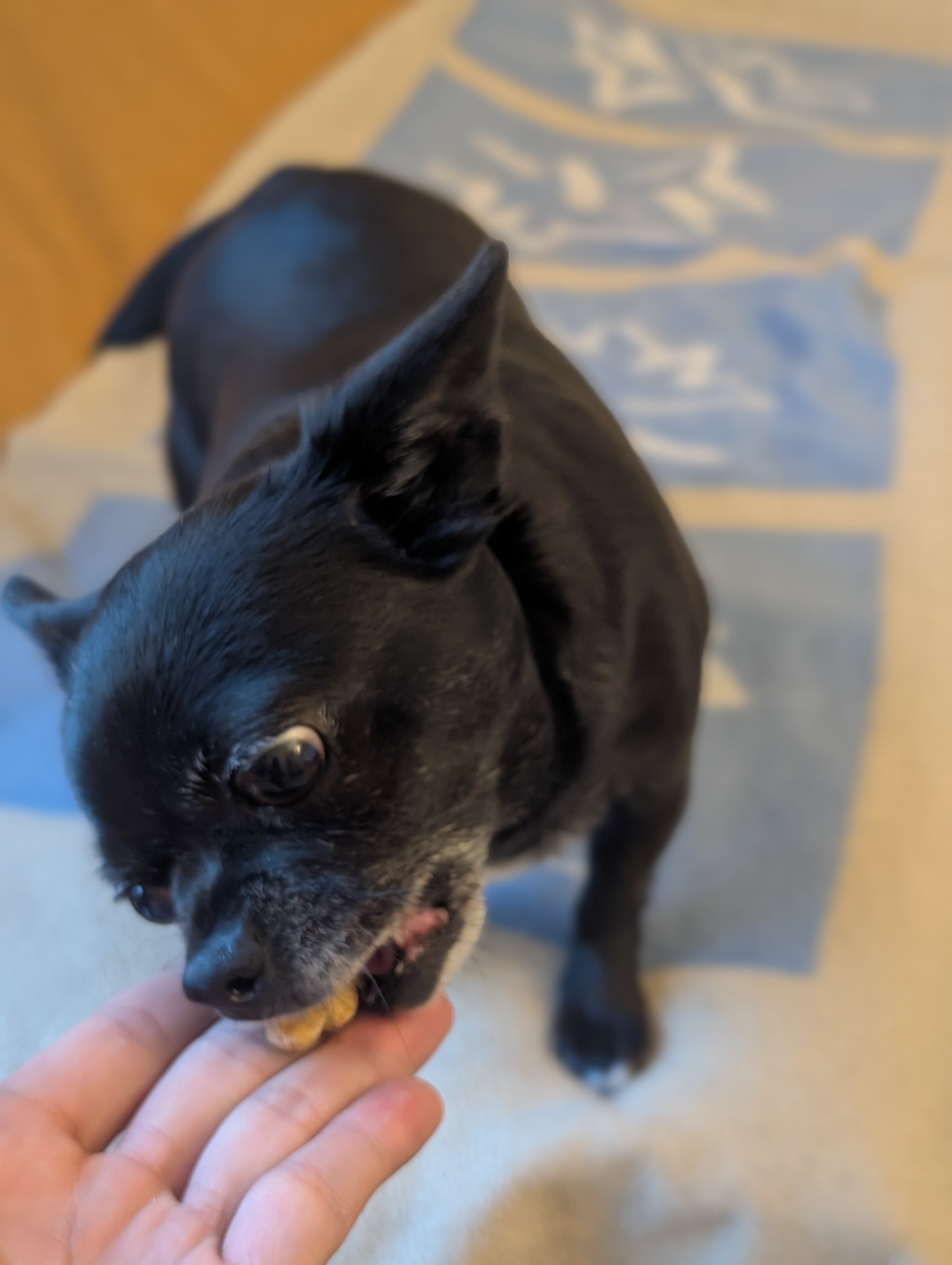 Vanille mange une biscuit saumon estragon & pomme de terre