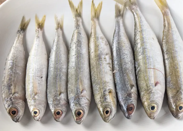 Poissons bogues entiers avant démarrage de la recette