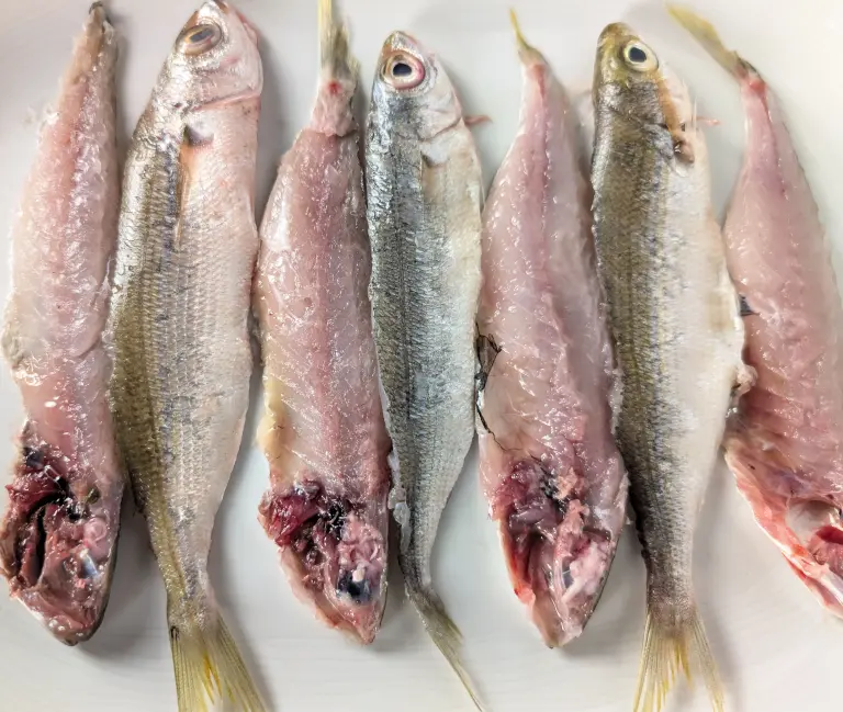 Les poissons après l'étape 3 de préparation