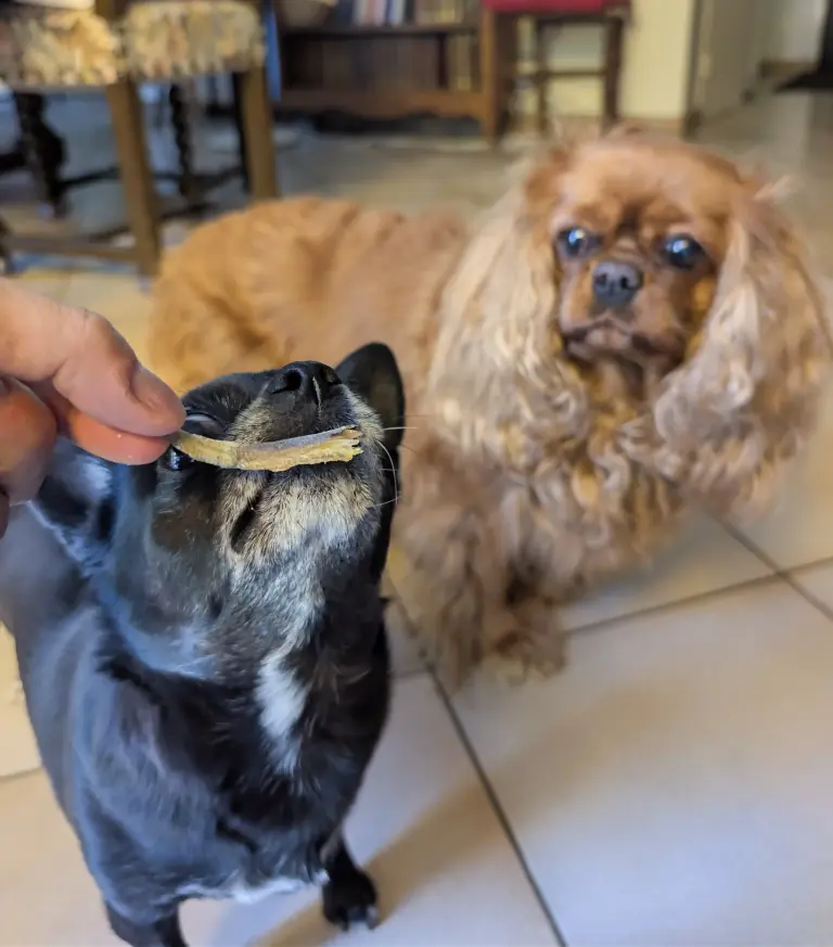 Vanille s'apprête à manger un morceau de bogue séché