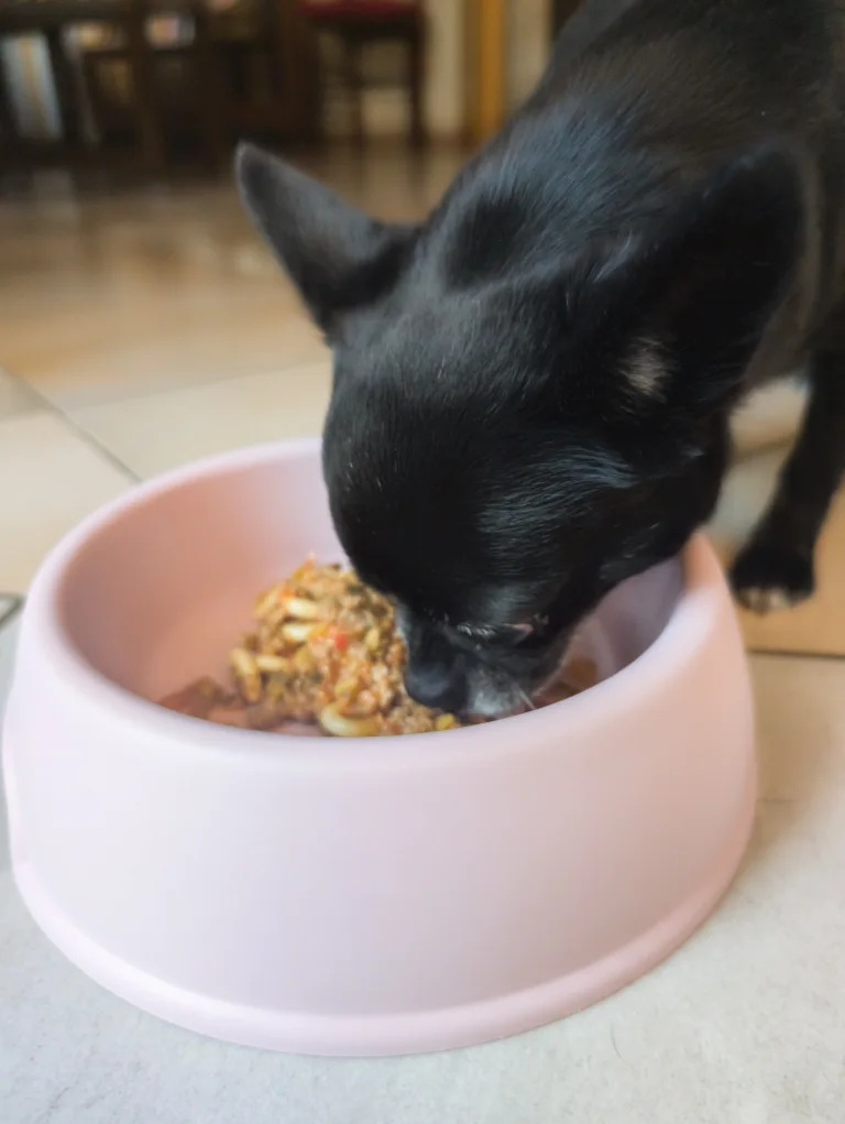 Vanille mange son plat de bolognaise au boeuf