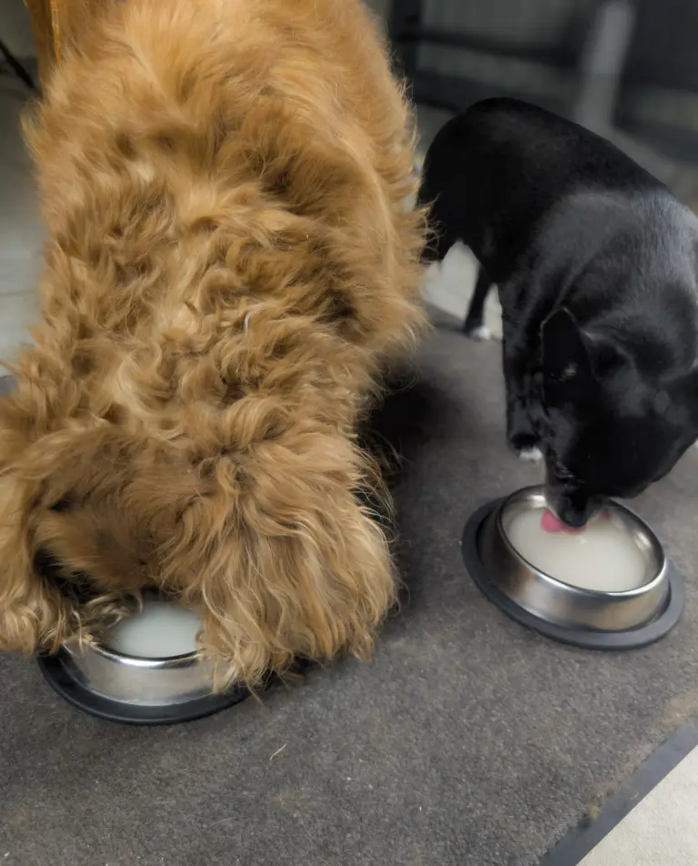 Vénus et vanille dégustent le bouillon blanc pour chien