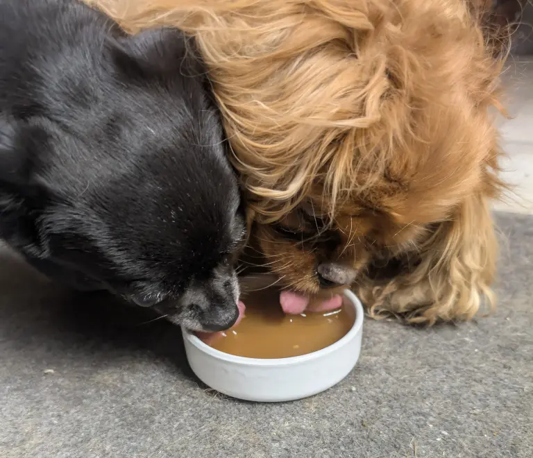 Vénus et vanille dégustent le bouillon brun au poulet pour chien
