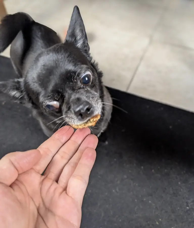 Vanille mange un morceau de cake aux rognons