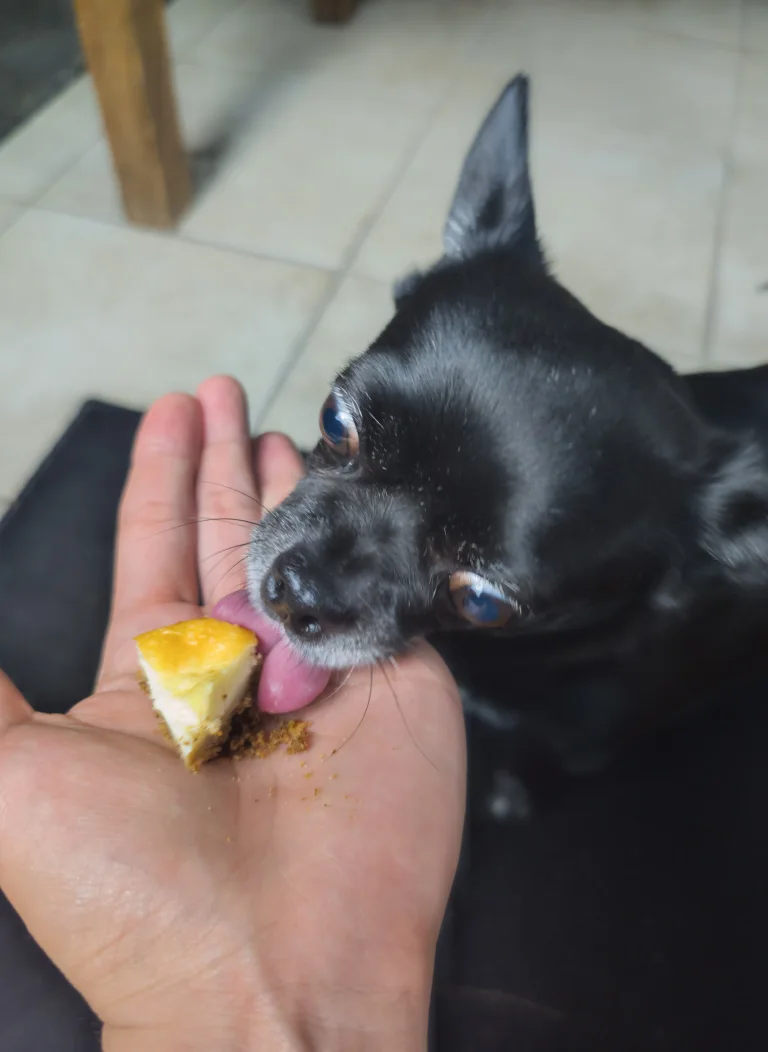 Vanille mange une petite part de cheesecake