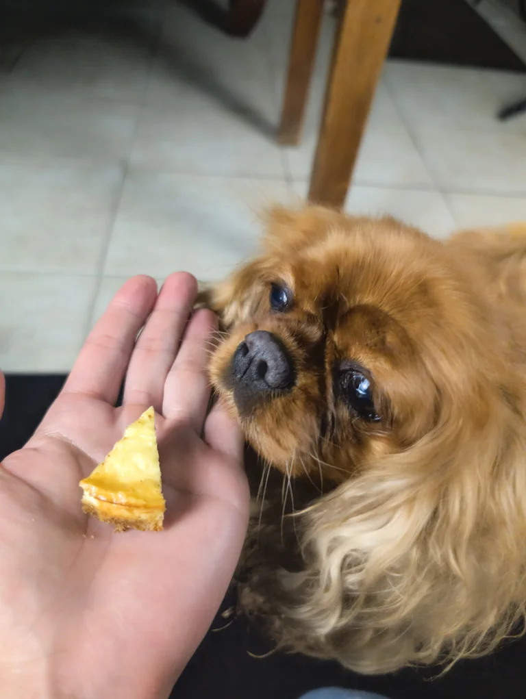Vénus mange une petite part de cheesecake