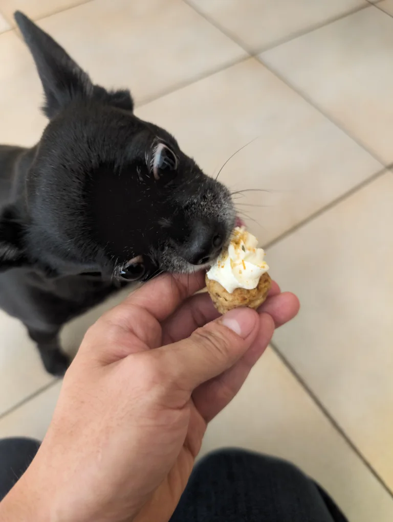 Vanille mange un petit cupcake