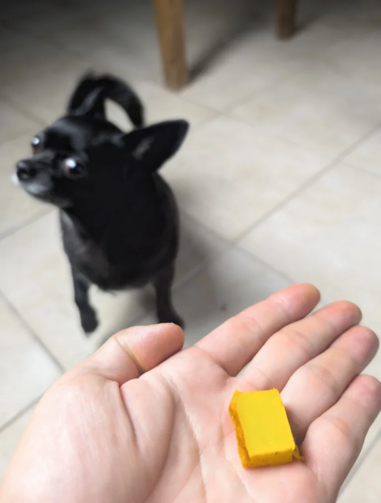 Vanille attend son morceau de flan au potimarron