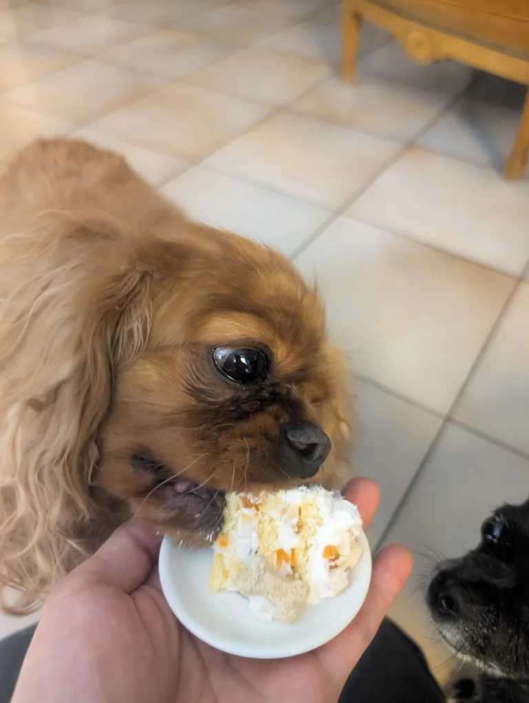Vanille mange un morceau de gâteau donné à la main