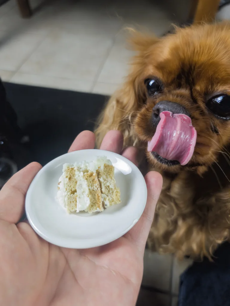 Vénus se lèche les babines et s'apprête à manger un morceau de gâteau