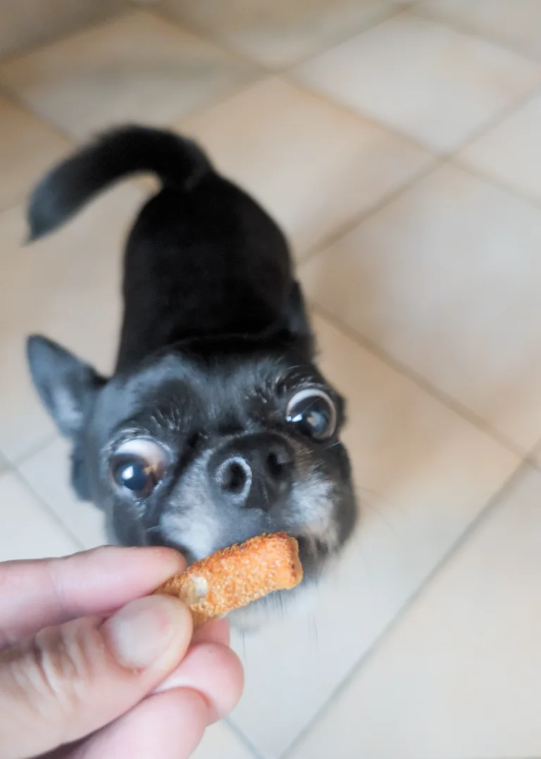 Vanille mange un friton de panse de bœuf
