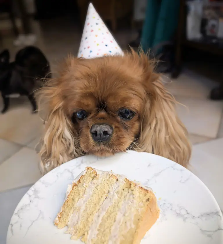 Vénus déguste son gâteau d'anniversaire
