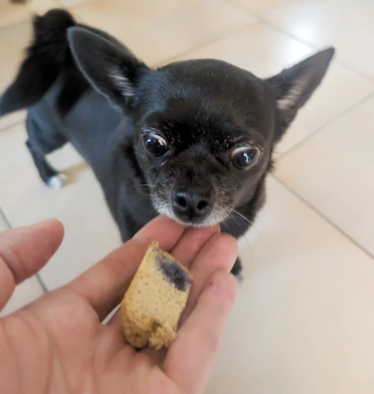 Vanille attends son morceau de gâteau au foie et myrtilles