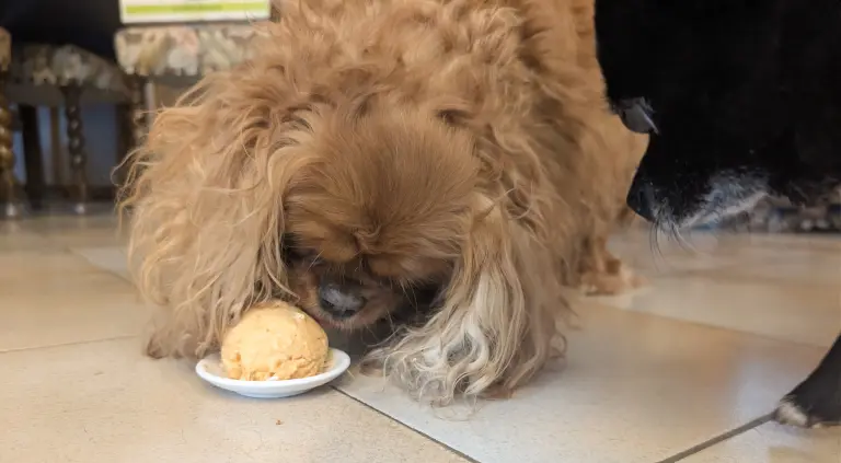 Vénus et vanille dégustent la glace poulet, riz et carotte