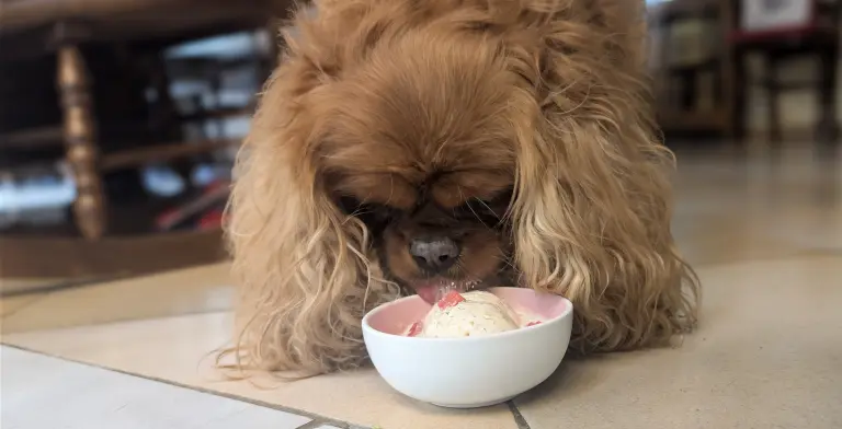 Vénus déguste la crème glacée pour chien au saumon et à l'aneth