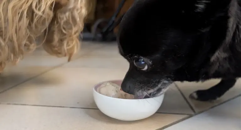 Vanille goûte la crème glacée pour chien au saumon et à l'aneth
