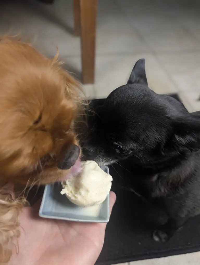 Vénus et vanille dégustent leur glace à la vanille
