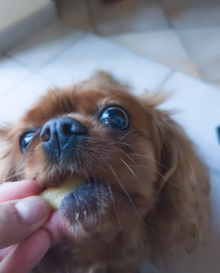 Venus mange une langue de chien au parmesan