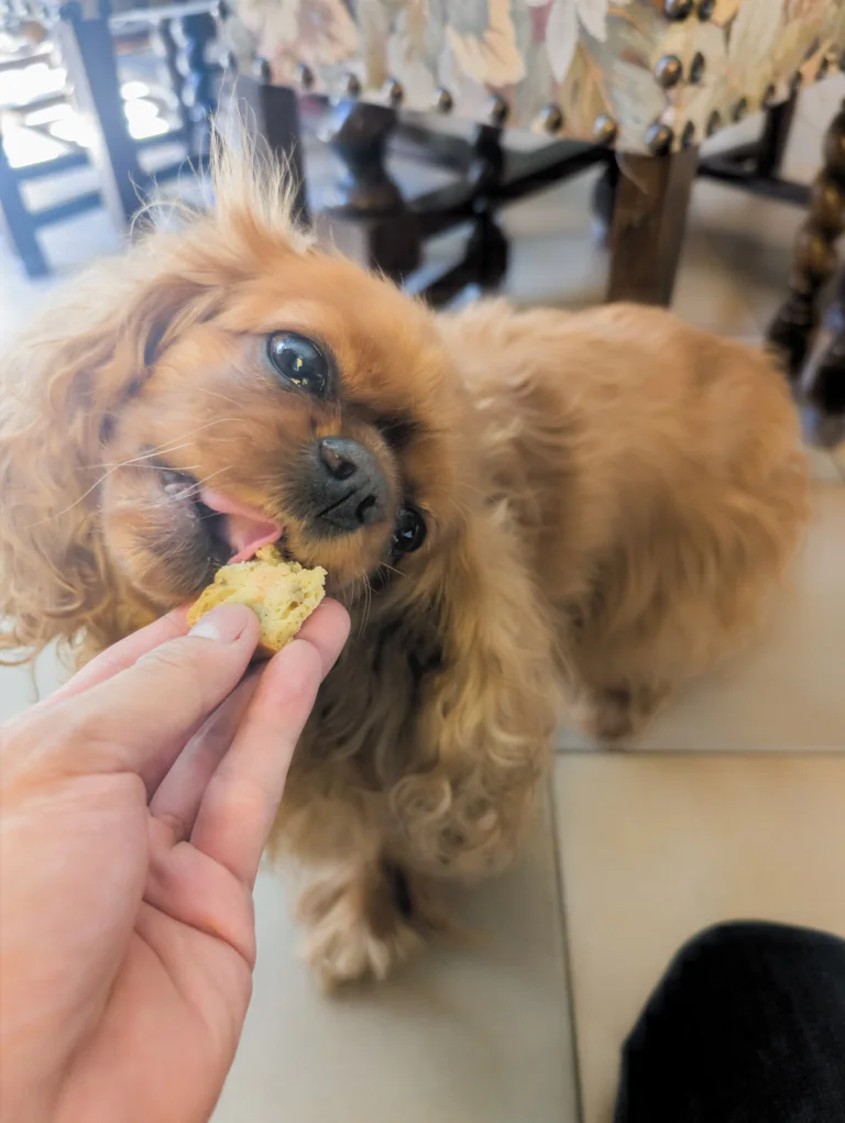 Vénus déguste un petit morceau de muffin au saumon