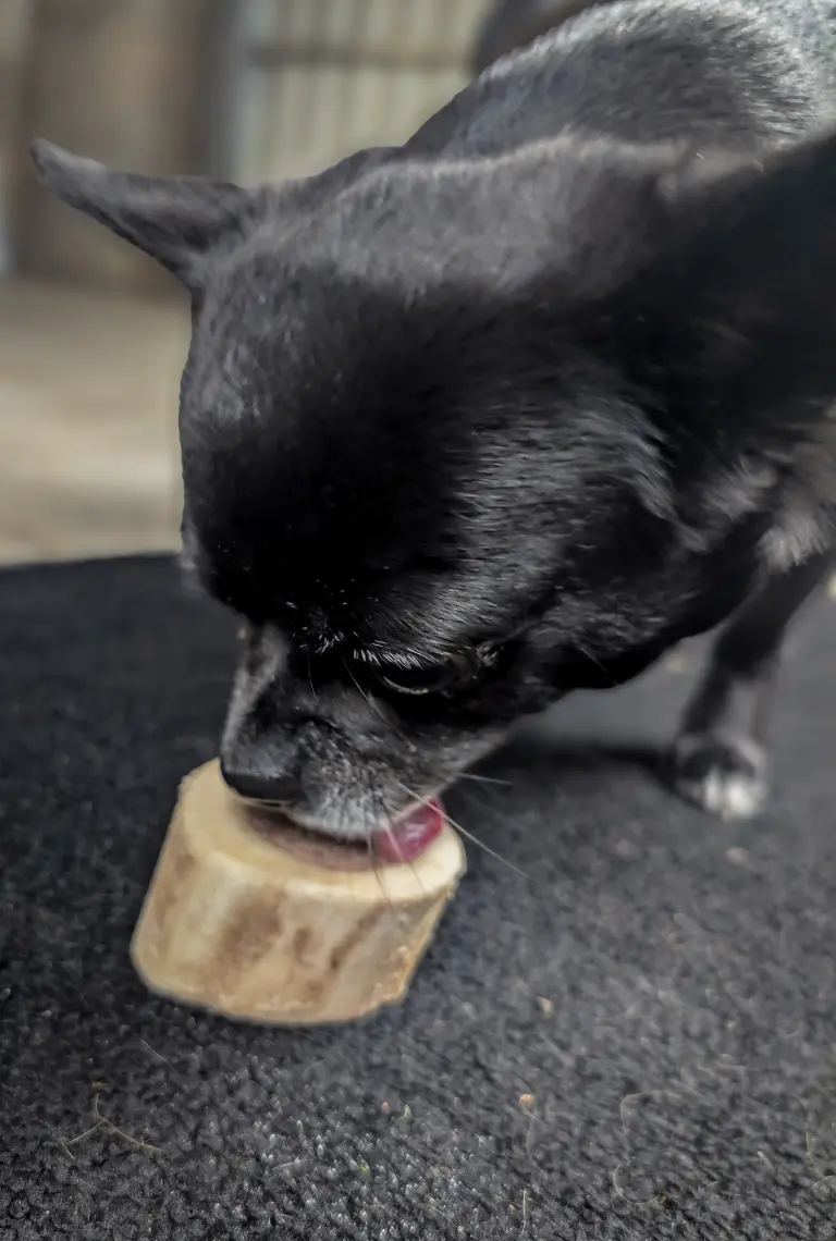 Vanille en train de lécher sa friandise au bœuf et à la carotte