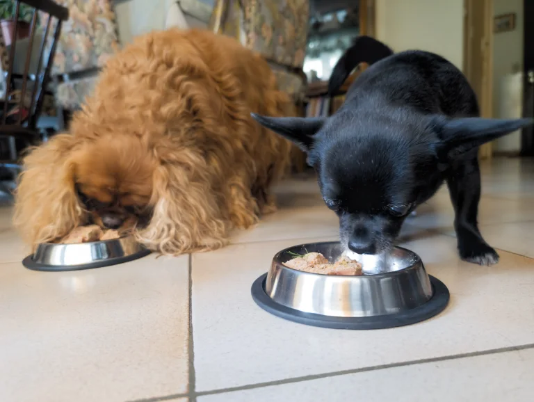 Vénus et Vanille dégustent le pâté à la dinde et au rognon