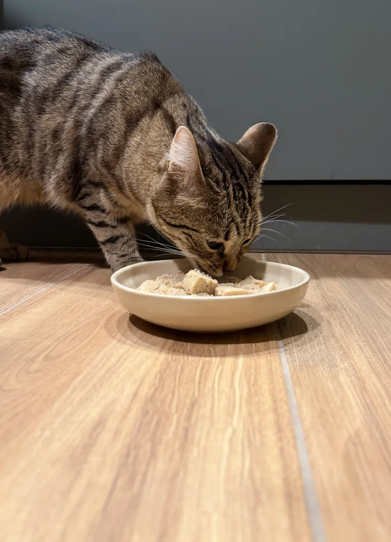 Wasabi déguste sa mousse de poisson