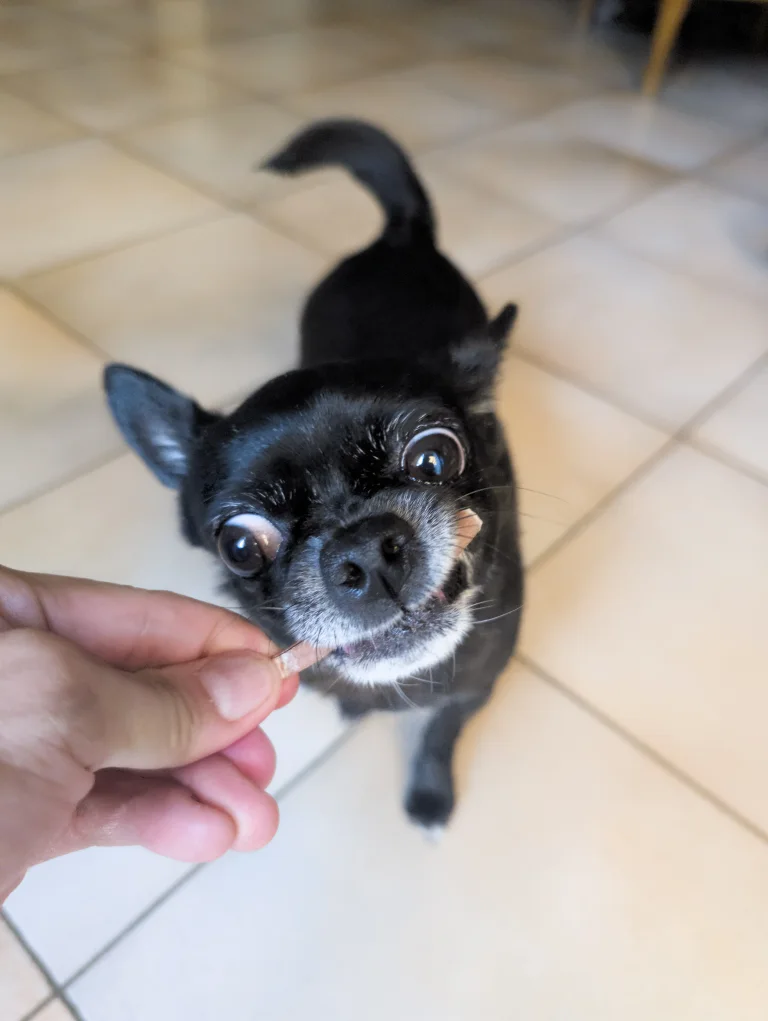 Vanille s'apprête à déguster son stick de peau de porc