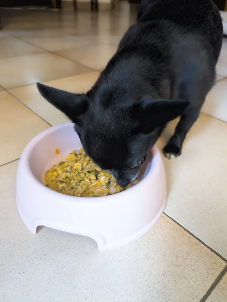 Vanille déguste son plat de ration à la dinde