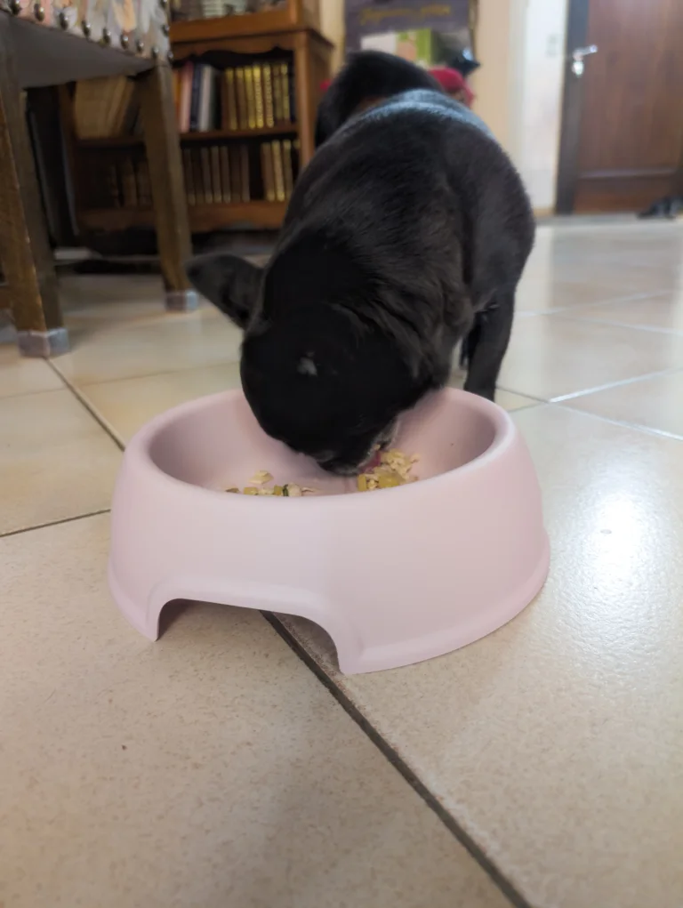 Vanille mange la ration ménagère au lapin