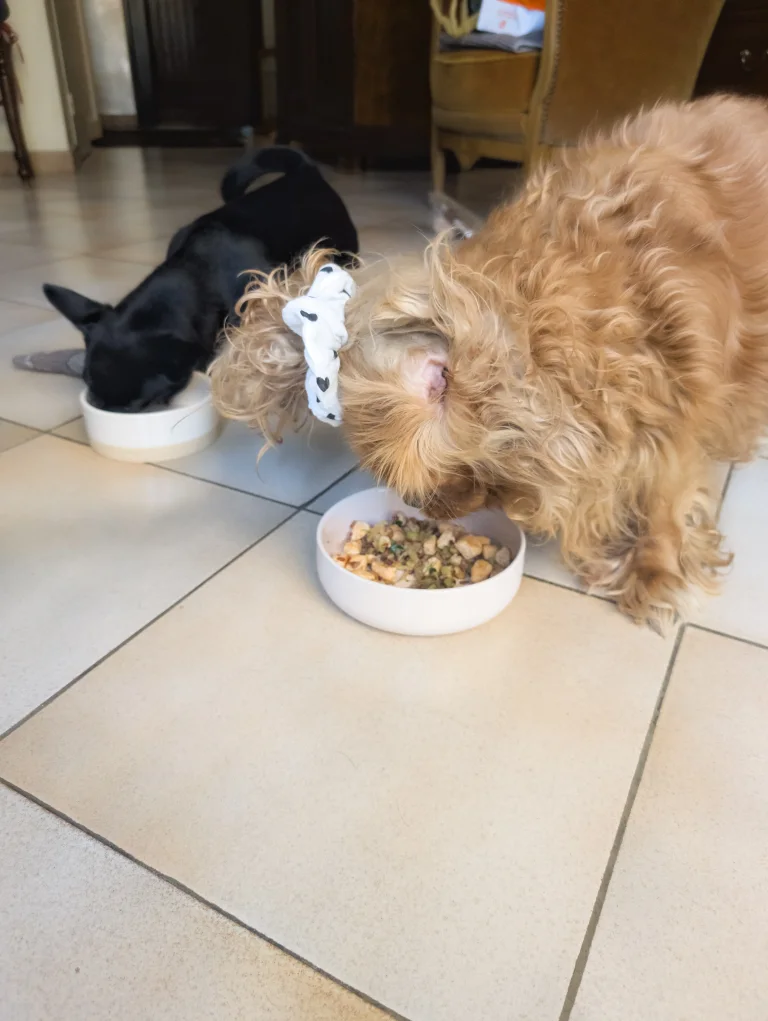Vénus et vanille dégustent leur ration ménagère au saumon et légumes
