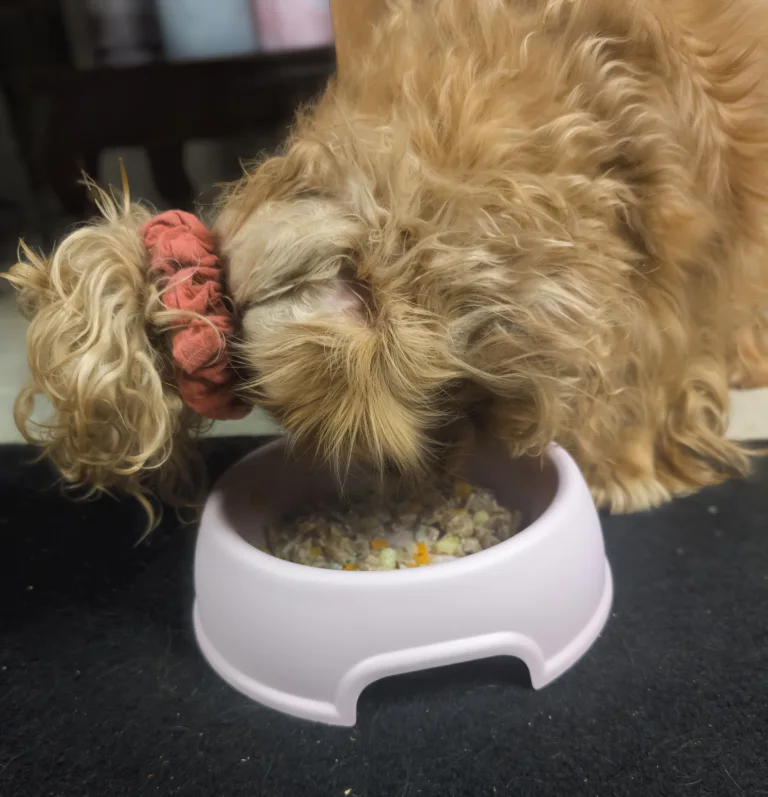 Vénus déguste sa ration de blanquette aux légumes