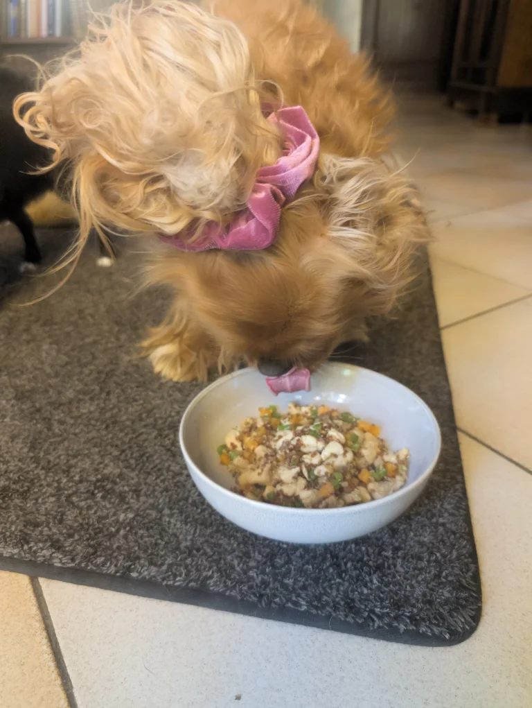 Vénus dégustant son plat de ration au poulet