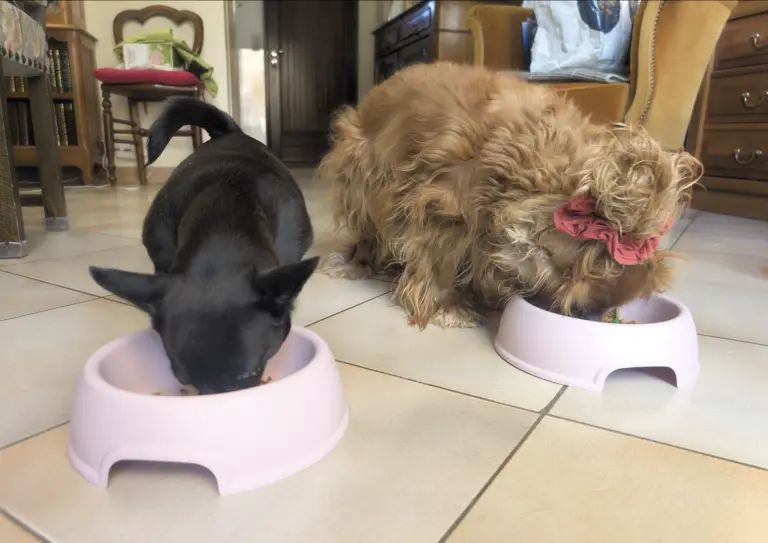 Vénus et vanille dégustent leur ration ménagère à la pintade