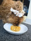 Ration ménagère pour mon chien en deux-deux : poisson, carotte, fenouil, blé
