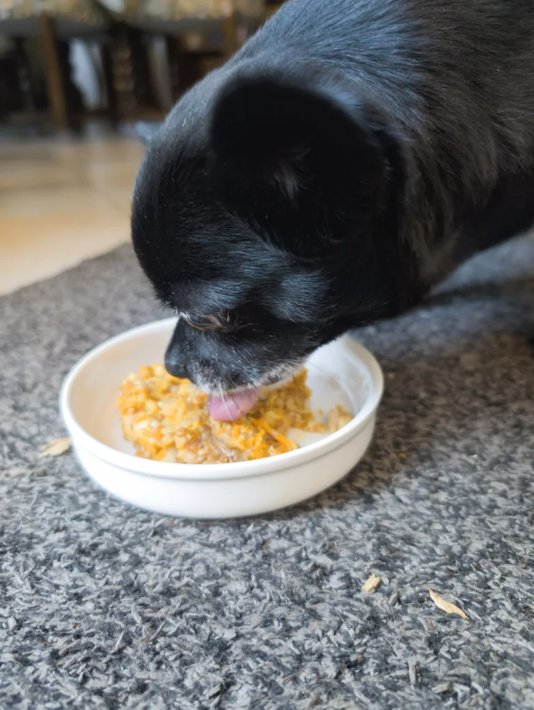 Vanille mange son plat au poisson