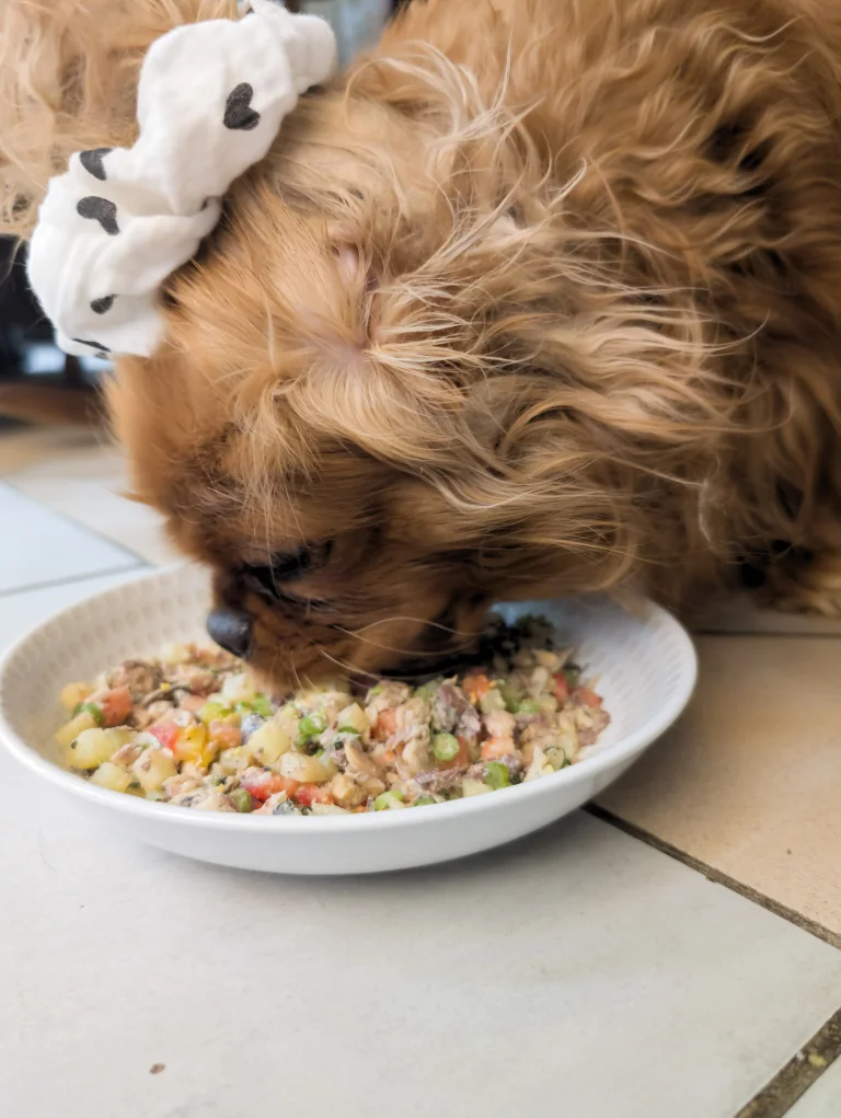 Vénus déguste la salade à la sardine et aux légumes