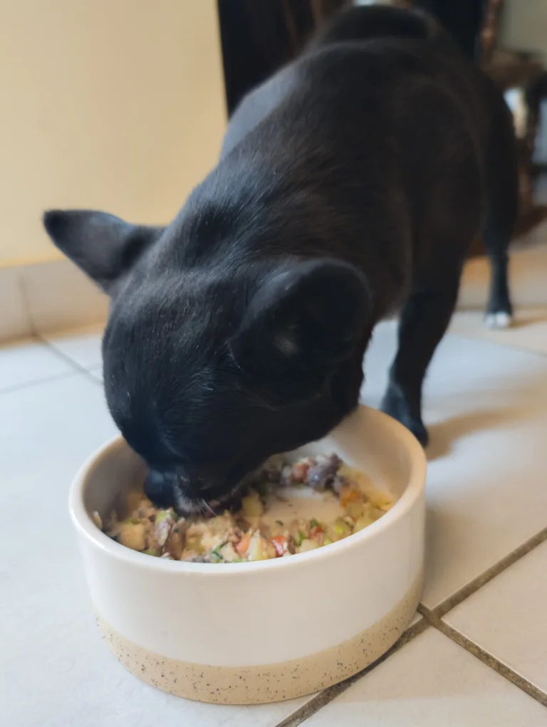 Vanille mange sa salade à la sardine et aux légumes