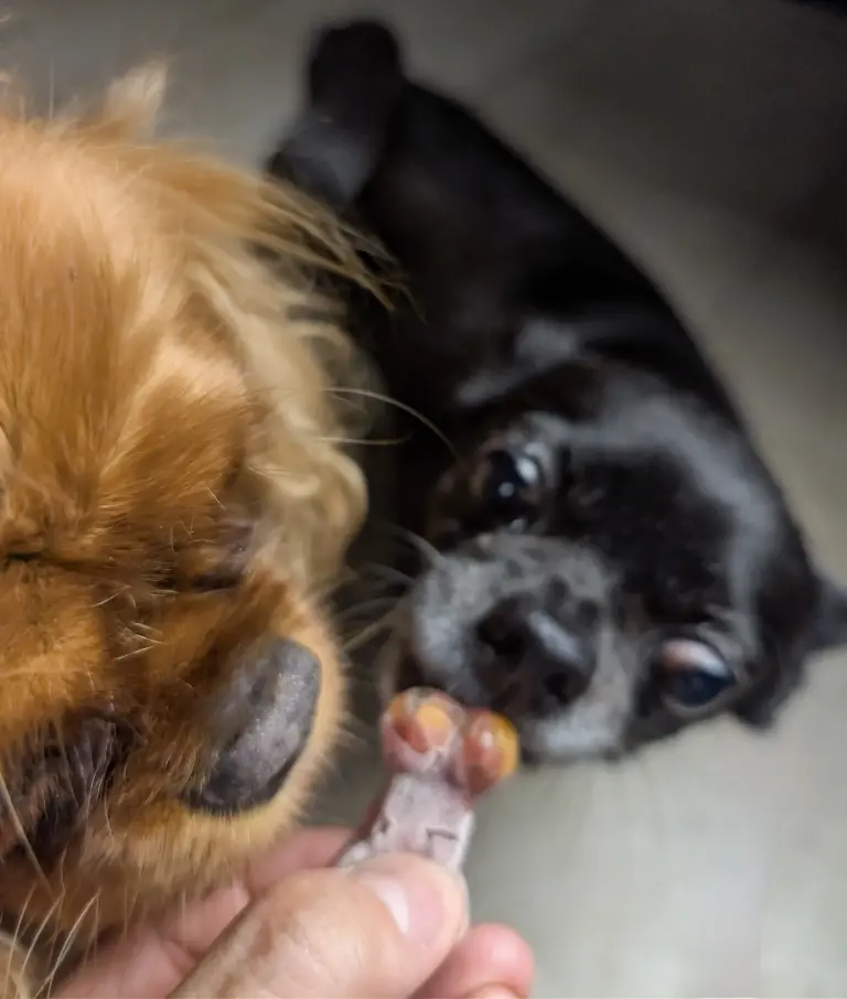 Vénus et vanille son en train de manger le tartare de canard glacé