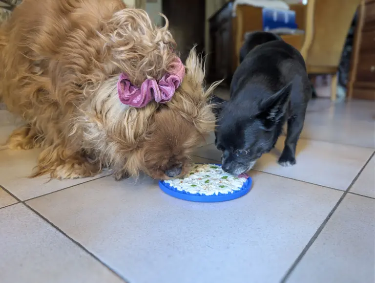 Vénus et Vanille lèchent la tartinade au poisson sur leur tapis de léchage
